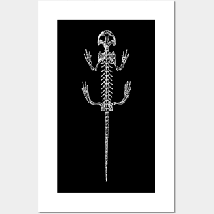 Salamander Skeleton Posters and Art